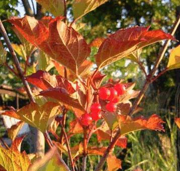 16 Viburnum edule - low bush cranberry Best