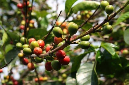 CHAPTER I: WHAT IS COFFEE? > COFFEE CULTIVATION, EVALUATIVE SELECTION, AND ROASTING The fruit of a coffee tree is called a cherry.