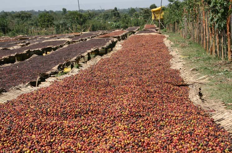 CHAPTER I: WHAT IS COFFEE? > COFFEE CULTIVATION, EVALUATIVE SELECTION, AND ROASTING Natural Processing In natural processing, cherries are dried in whole.