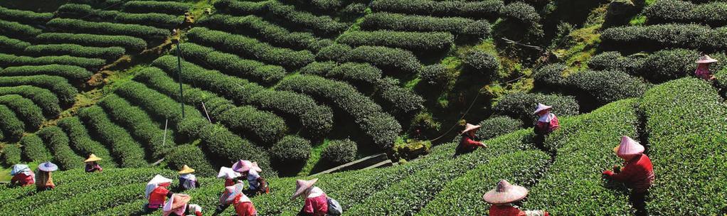 PHOTO CREDIT: RISHI TEA WHAT IS TEA? Introduction to Tea Tea is made from leaves of Camellia sinensis, or closely related cousins.