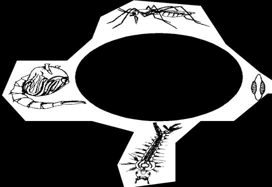 i) ii) 19. Study the life cycle of a mosquito as shown below.