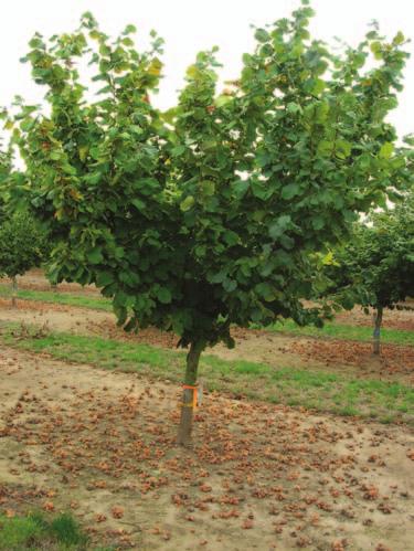 They will be easy for growers to manage with occasional pruning.