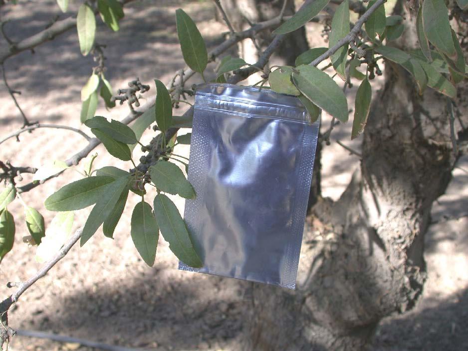Leaves are bagged with a small bag that will block out sun light