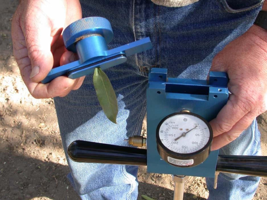 Hand held pressure bomb Leaf is placed in the pressure