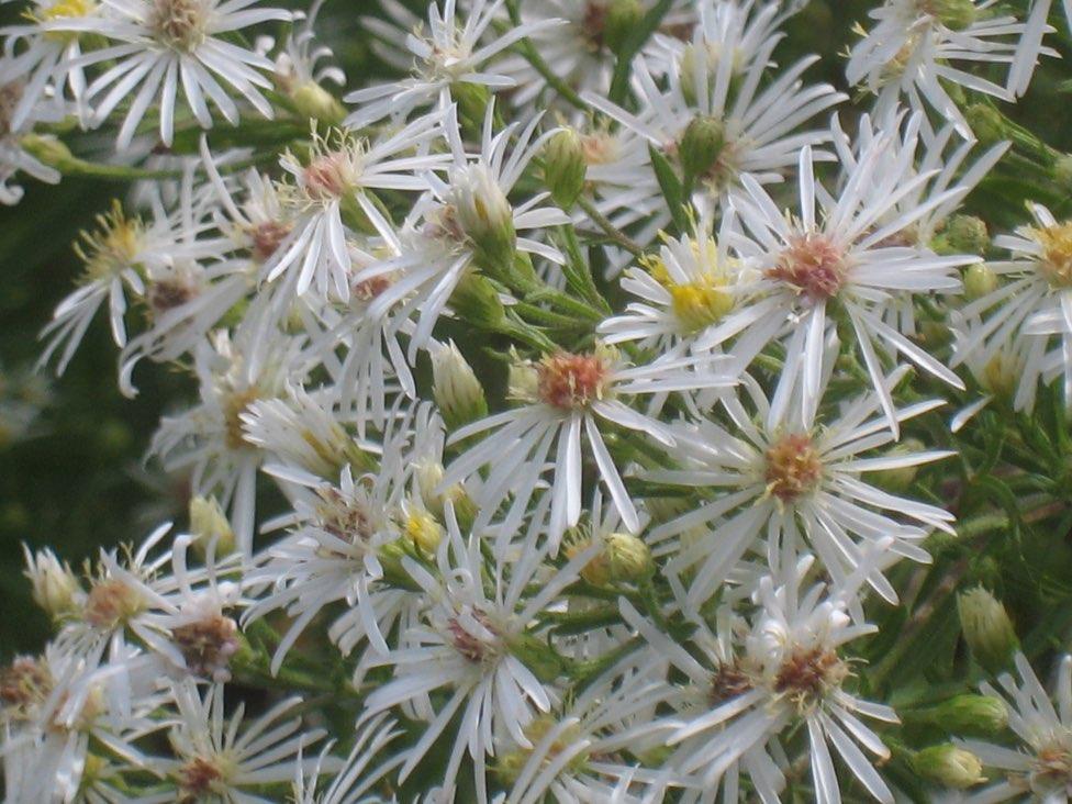 Arrowleaved Aster Symphyotrichum urophyllum Asteraceae (Composite) family The flowers of asters make colourful additions to salads and can be sugared to make delicate decorations for cakes and