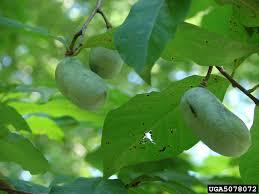 Smooth Serviceberry Ht: 10-32 ft 3-10 m Amelanchier arborea Rosaceae (Rose) family Fruit taste can vary tree to tree and ripens unevenly over 2 to 3 weeks making harvesting sometimes difficult.