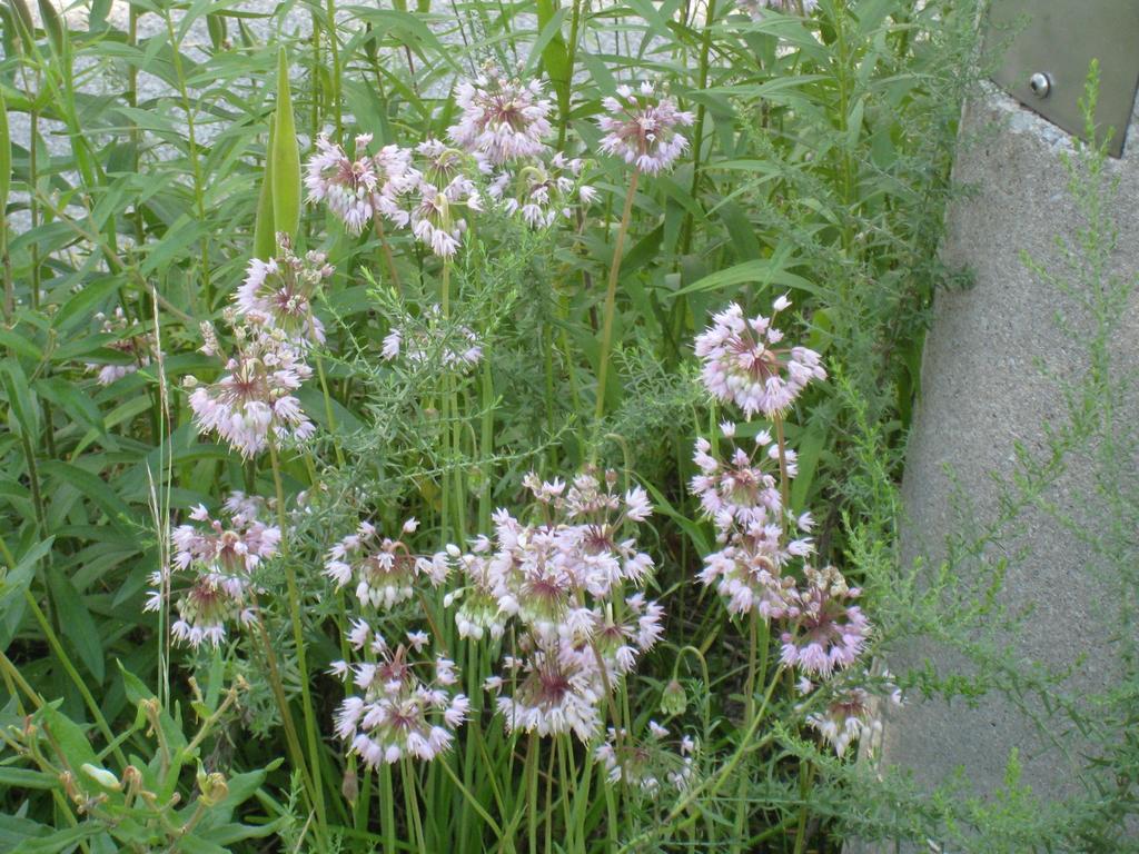 Wild Ht: 1-2 ft 0.3-0.6m Nodding Onion Allium cernuum Liliaceae (Lily) family Bulbs are eaten raw, boiled, pickled or dried. Leaves and flowers are generally used fresh or as seasoning.