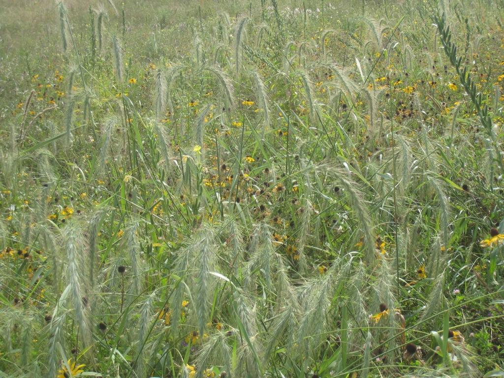 Like most native grasses, wild rye has an extensive root system which helps to reduce weeds and improves soil. It is eaten by a range of wildlife and also provides winter cover and nesting material.