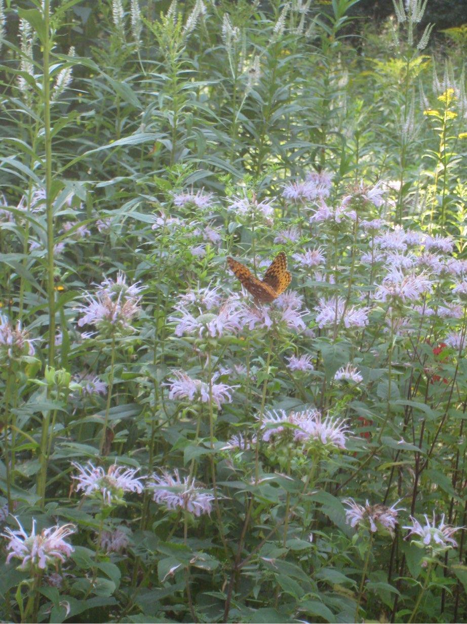 Both species are also called Beebalm because their crushed leaves are said to soothe bee stings. Excellent cut flower Remove seed heads for successive blooms.