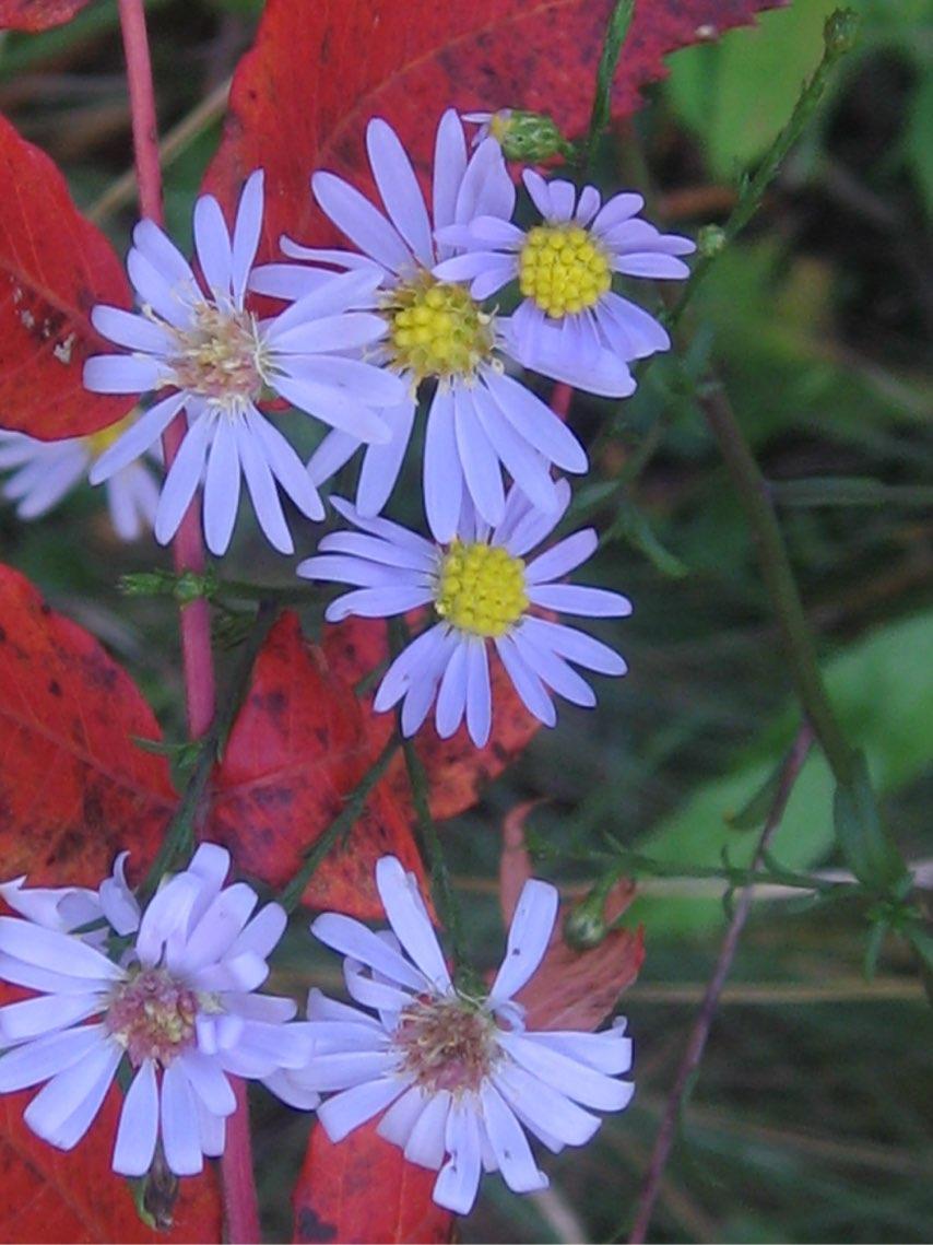 Smooth aster is distinguished by its hairless leaves. Asters are an important late season pollinator food, including migrating monarch butterflies.
