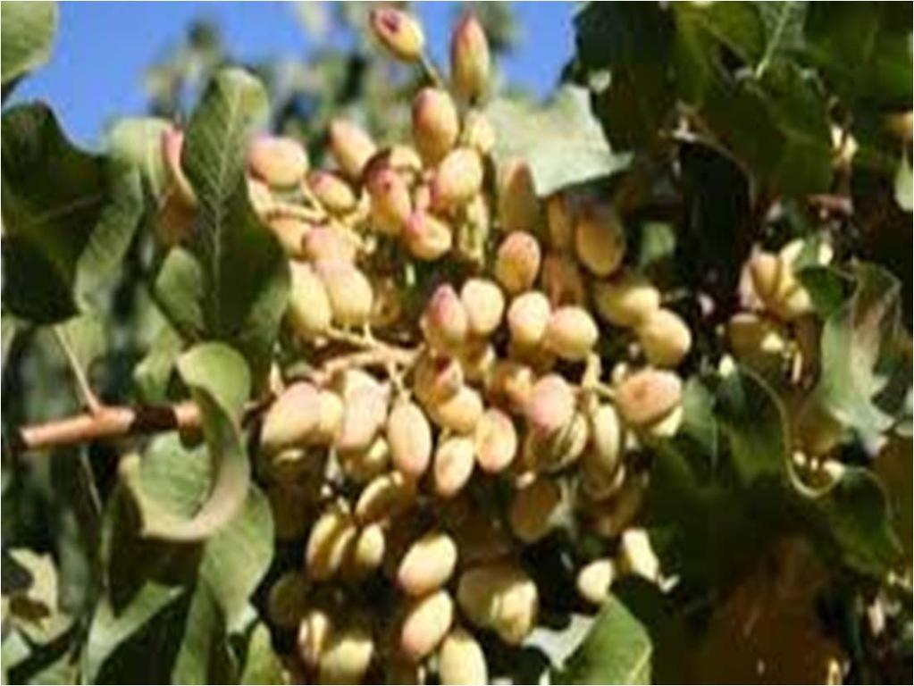 Pistachios California leads nation producing 98,5 % in US