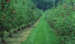 grows timothy hay and apples.