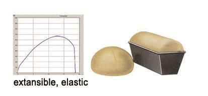 5. Brabender Extensograph :Phase 2: Dough resting and change of elasticity > 800 EU Short, hard gluten The fermentation gas of the yeast could not extend the dough = Small pieces of bread