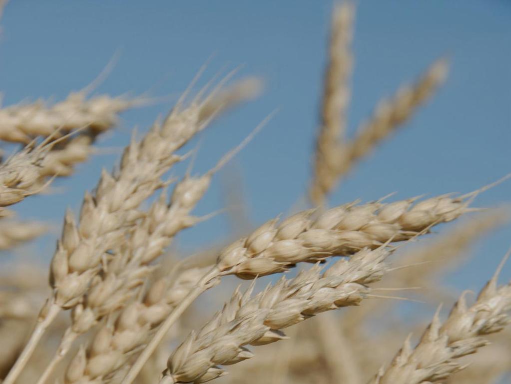 Wheat from Western Canada