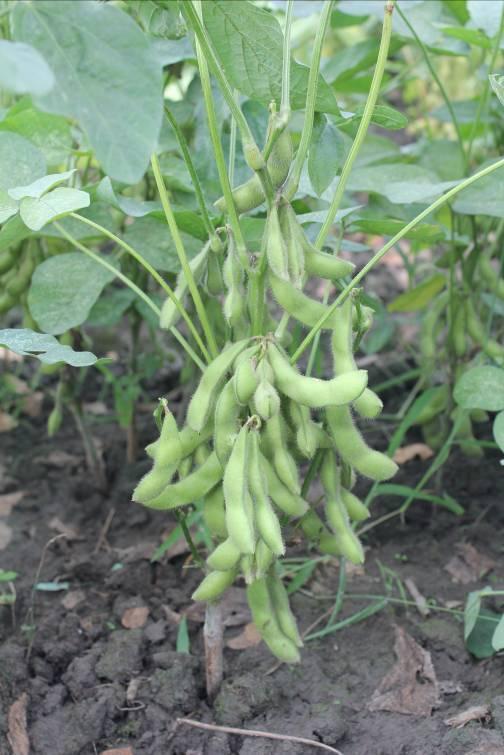 into spring and summer or fall Edamame, based on planting dates.