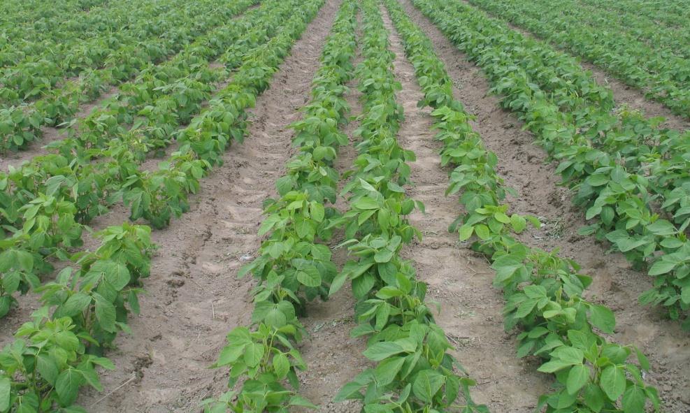 Production practices in South China Summer/fall Edamame Summer Edamame are planted after winter crops, while fall Edamame are planted after early rice.