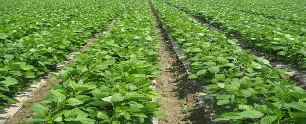 Production practices in South China Planting density: 120,000 hills/ha 2 seedlings for each hill Plant No. per hill Hill No/ha Branch No. Pod No.