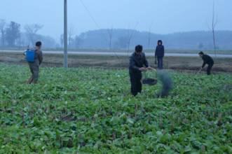 Production practices in North China Spraying herbicide after planting and then cover plastic film.