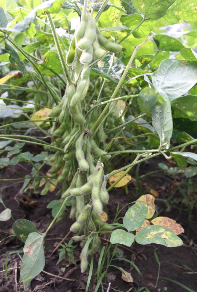 Introduction Although we have a long history of Edamame cultivation, its production was in a state of farmer s subsistence before 1970s.