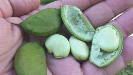 18-35 A "new" crop you may see groves of here in Florida soon is the ancient Pongamia tree. The tree, native to India, is showing promise as a potential new alternative crop.