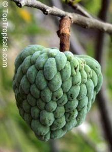 Llama - Annona diversifolia alt A macroprophyllata Native to west Central America, also grown in Florida, this fruit can