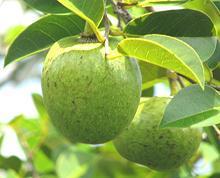 in the Florida Everglades, this fruit is eaten fresh or made into jam and wine, but not grown commercially.