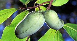 The fruits turn yellow to brownish when ripe, resembling a banana or plump mango. The grow to 3-6 inches long, and weigh up to a pound.