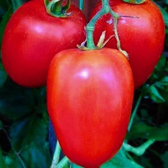 Cherry Tomatoes Sungold: These orangeyellow tomatoes make summer