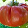green-when-ripe cherry tomato heirloom is sweet, low-acid and