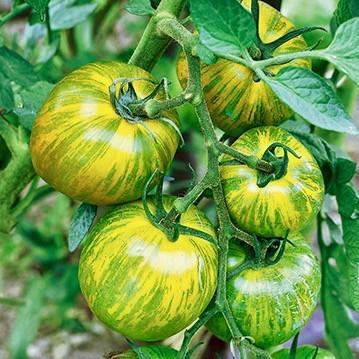 tomatoes with a bright, fruity taste and wonderful color.