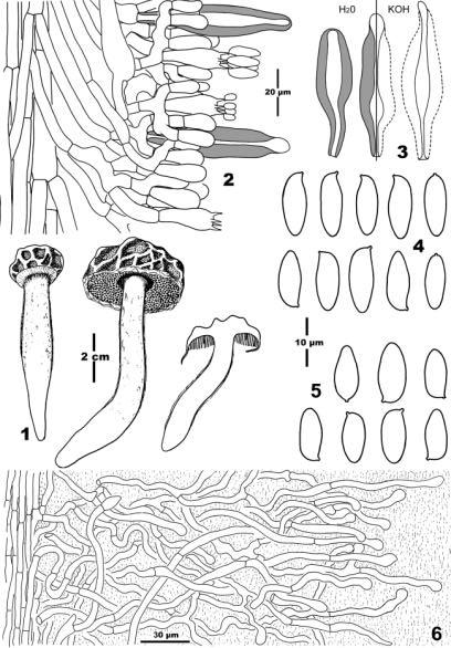 F igs. 1 6: Aureoboletus thibetanus. 1. Basidiocarps; 2. Lamellar trama, basidia, subhymenium and pleurocystidia; 3.