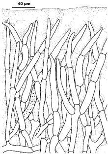 Lamellar trama bilateral (Fig. 2). Mediostratum yellowish, composed of branching hyphae 3 10 µm wide, hardly to only slightly gelatinized.