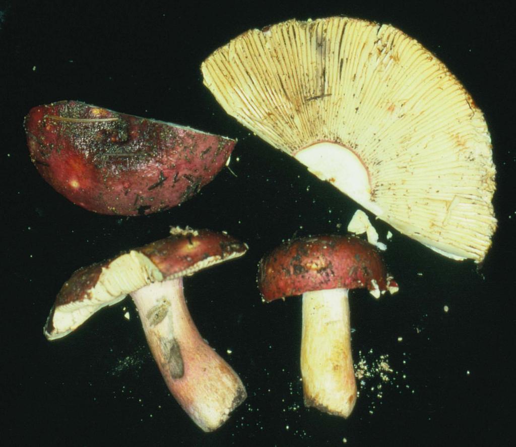 Russula xerompelina Stains