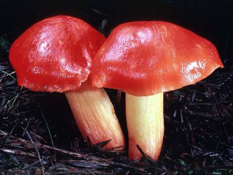 Hygrocybe punicea - one of several bright