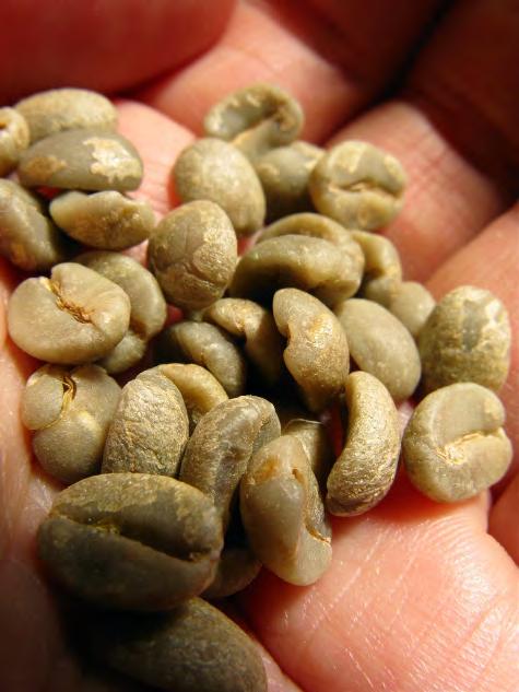 unroasted seed used coffee bags Quarantine (1 year)