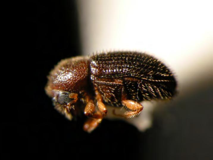 Coffee Berry Borer First reported September 2010 in Kona