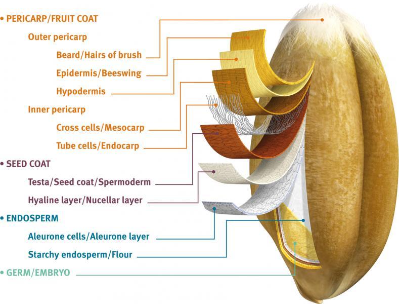 Figure 1.5. A Longitudinal Section of Wheat Kernel (http://grain-gallery.com/en/wheat/images) the seed. The pigment strand or pigment in the seed coat is responsible or determines the color of 1.5.1. Bran The pericarp and the outermost tissues of the wheat kernel compose what is commercially known as bran (Posner and Hibbs, 2005).