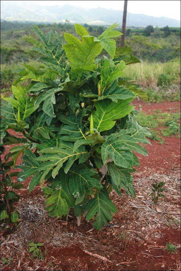 Approximately one year old Ma`afala breadfruit planted