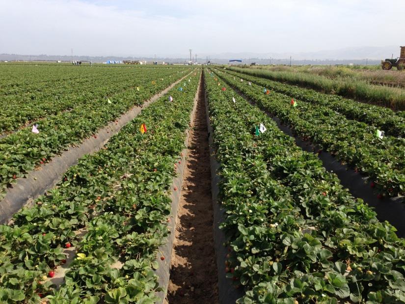 Strawberry-Miticide trial 2013 Treatments 1. Untreated 2.