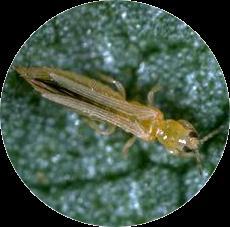 associated Whitefly-transmitted Mild or