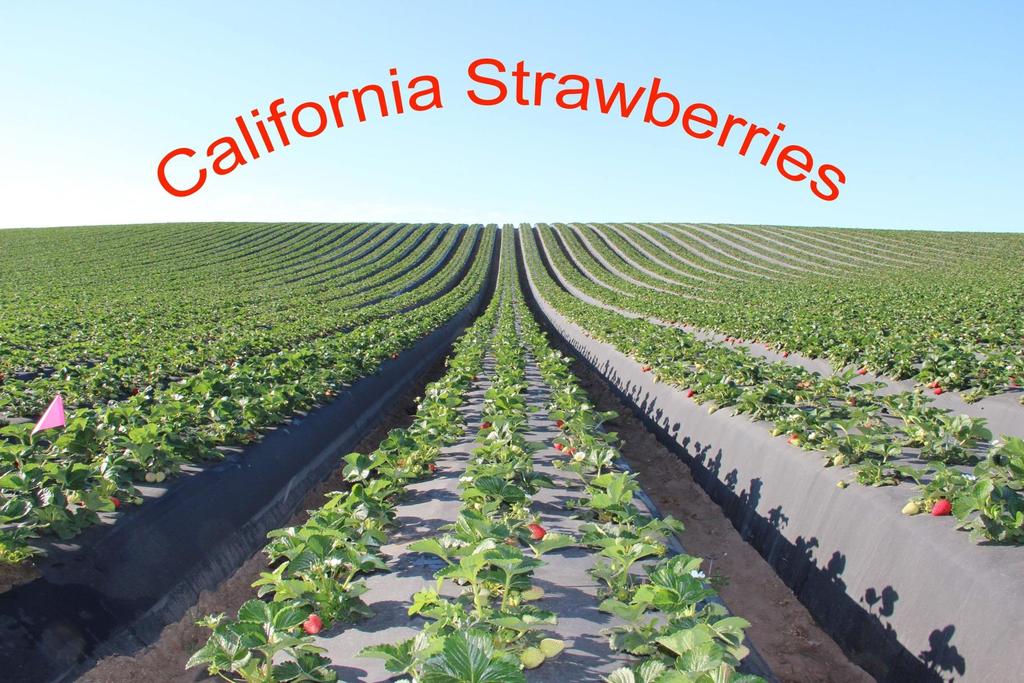 Acknowledgments Articles: http://ucanr.edu/strawberries-vegetables http://ucanr.edu/pestnews Newsletter: http://ucanr.