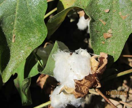 develop instead of level off in cotton insecticides not
