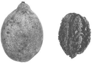 The wood is generally straight Figure 3. Butternut fruit. F-490592 377061 TM Figure 2. Straight boles of forest-grown butternut.