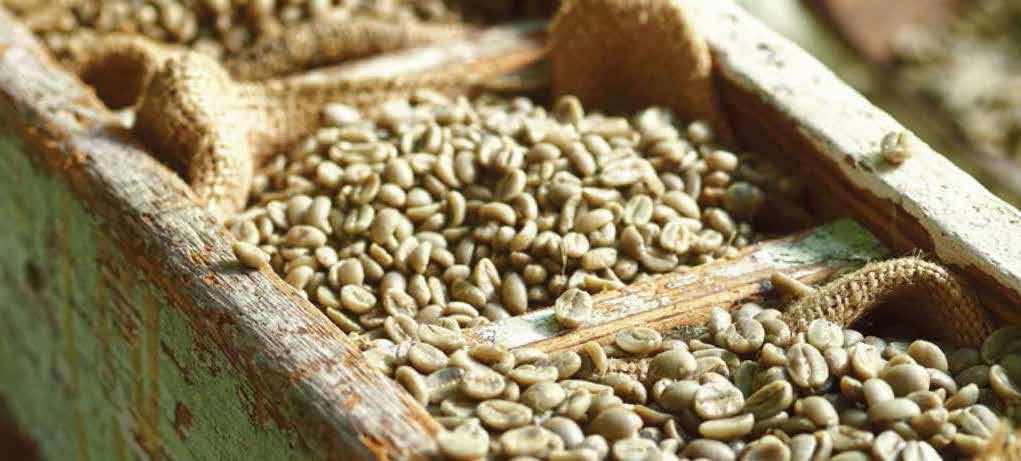 Kenta A grade is grown in the Eastern Highlands of Papua New Guinea on the outskirts of the town of Goraka at an altitude of 1600m above sea level.
