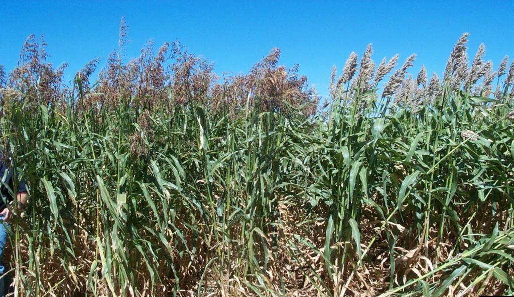Plant Species & Nitrates Warm-season annual grasses Forage