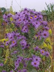 NATIVE/RAIN GARDEN PLANTS ASTER, NEW ENGLAND New England aster, is a Missouri native perennial. It is a stout, leafy plant typically growing 3-6' tall with a robust, upright habit.