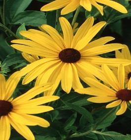 They have yellow flowers with a brownish-purple center. Blackeyed Susan bloom from June to October. Part sun to full sun. Zone 3-11 (RG) BL.