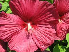 ROSE MALLOW Luna Red is a vigorous, sturdy, rounded, somewhat shrubby, woodybased hibiscus (or rose mallow) cultivar.
