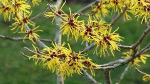 WITCHHAZEL, VERNAL It typically grows to 6' tall.