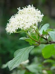 Zone 4-8 DOGWOOD, GRAY Gray dogwood is a deciduous shrub which is native to Missouri. It grows 10-15' tall and features white flowers in late spring and grayishgreen leaves.